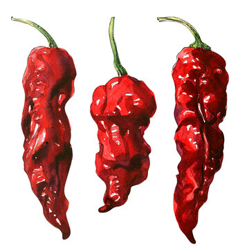 Red hot chili pepper, dry chilli cayenne pepper, dried spice, isolated, organic vegetarian food, natural ingredient, package design element, hand drawn watercolor illustration on white background