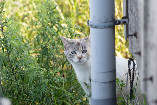 114 最適な チラ見 画像 ストック写真 ベクター Adobe Stock