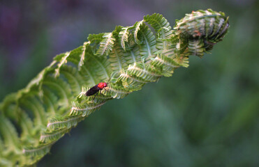 beautiful green leaves of a fern that bloomed in May with a beetle of red-black color