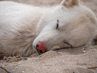White dog with pink nose and ticks on ears summer nature sand beach background. Animal fell...