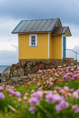 Yellow wooden hut with pink flowers on rocky coast in the seaside village of Torekov in Sweden. Selective focus.