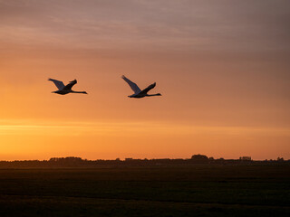 Fototapeta na wymiar Geese flying in sunset during golden hour in Dutch landscape