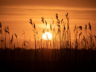 Golden sunset with beautiful orange and yellow colors and reed silhouette in foreground