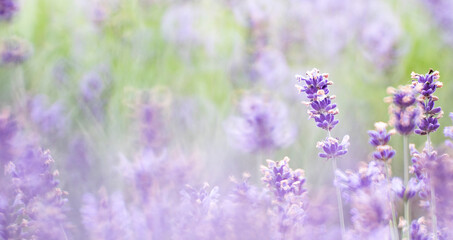 Obraz premium 라벤더