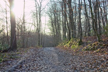 autumn forest in the morning