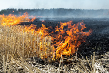 Wildfire on wheat field stubble after harvesting near forest. Burning dry grass meadow due arid...