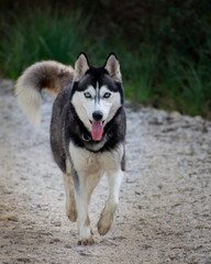female siberian husky dog running