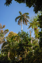 Naklejka premium variety of plants from the Botanical Garden of Aswan Egypt