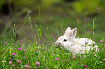 A white cute dwarf rabbit in a green meadow