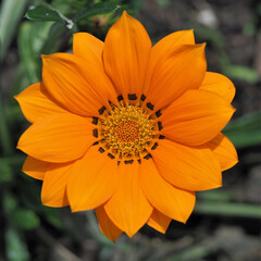 Blüte der Mittagsblume