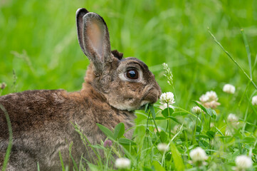 A brown cute dwarf rabbit in a green meadow