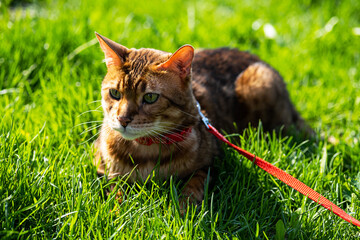 Naklejka na ściany i meble Bengal cat with a leash walking around the yard. Cute cat in harness on the green grass. Pets walking outdoors. 