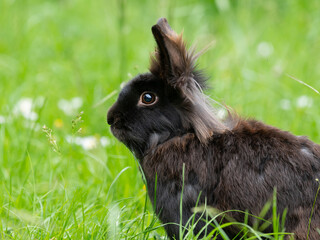 A brown cute dwarf rabbit in a green meadow