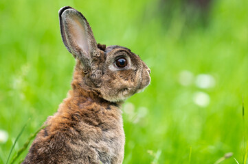 A brown cute dwarf rabbit in a green meadow