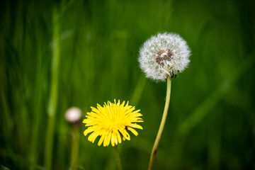 Wald, Blumen und mehr. Draussen ist es am schönsten.