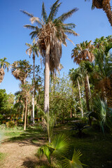 Fototapeta premium variety of plants from the Botanical Garden of Aswan Egypt
