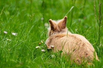 Naklejka na ściany i meble A brown cute dwarf rabbit in a green meadow