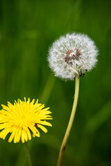 Wald, Blumen und mehr. Draussen ist es am schönsten.