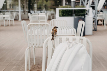 Sparrow sitting on a white chair in a street cafe. Small city bird outdoors.