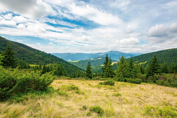 Obraz premium mountainous summer landscape with view in to the valley. trees on the hill beneath a cloudy afternoon sky
