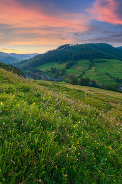 countryside valley scenery at sunrise. beautiful carpathian nature landscape with grassy hills, fields and meadows between forested hills in morning light. small village in the distance