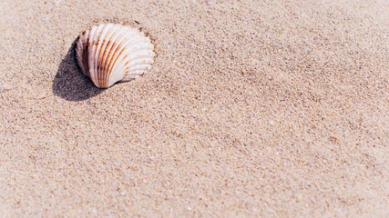 Shell sea with seashells, shells on sand tropical ocean beach. Copy space of summer vacation and business travel concept.