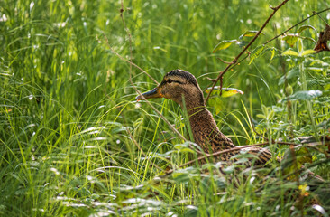 Ente im Wasser - Bad Orb