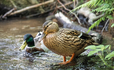 Ente im Wasser - Bad Orb