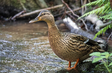 Ente im Wasser - Bad Orb