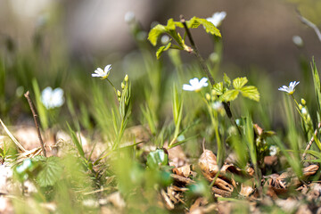 Wald, Blumen und mehr. Draussen ist es am sch&ouml;nsten.