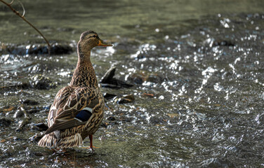 Ente im Wasser - Bad Orb