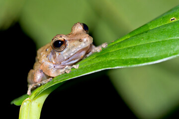 Tropical Frog, Tropical Rainforest, Corcovado National Park, Osa Conservation Area, Osa Peninsula, Costa Rica, Central America, America