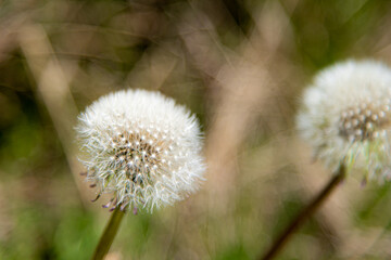 Wald, Blumen und mehr. Draussen ist es am schönsten.