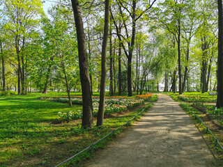 Fototapeta na wymiar A deserted road among flower beds with tulips and trees, on a sunny spring morning in a park on Elagin Island in St. Petersburg.