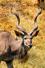Naklejka na ściany i meble Kudu, Tragelaphus strepsiceros, Chobe National Park, Botswana, Africa