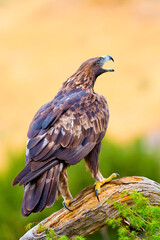 Golden Eagle, Aquila chrysaetos, Mediterranean Forest, Castile and Leon, Spain, Europe