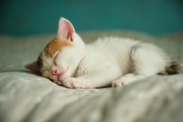 beautiful tricolor little pet kitten