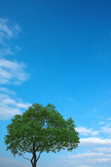 Tree and blue sky 