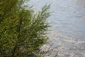 Forest lake trees in spring nature, close-up of branches