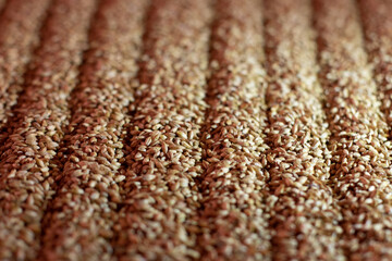 Barley grains in storage. Grain background, grain mass texture with rake traces Beer brewing ingredients. Beer background. Retro style. Beer brewing traditions.