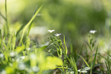 Wald, Blumen und mehr. Draussen ist es am sch&ouml;nsten.