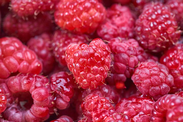 Ripe raspberry background. Red raspberry.