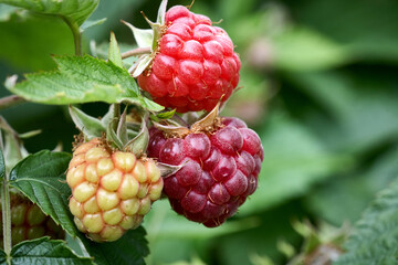 Branch of ripe raspberries in a garden