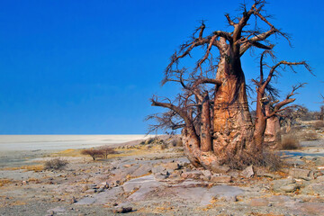 Baobab Tree, Adansonia digitata, Chobe National Park, Botswana, Africa