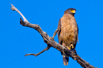 Crested Serpent Eagle, Spilornis cheela, Royal Bardia National Park, Bardiya National Park, Nepal, Asia