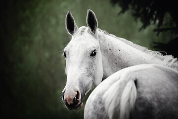 close up portrait of stunning grey holstein gelding horse on trees background