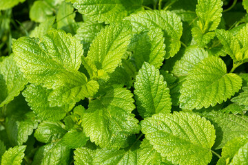 lemon balm