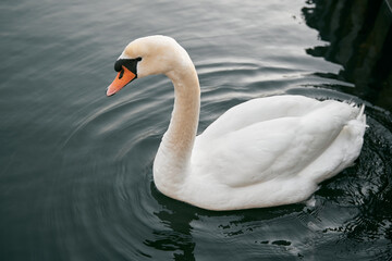 Mute swan swimming in the lake. Birdwatching in Europe. Water water bird on a lake