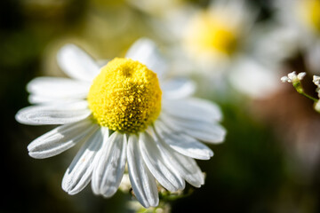 Wald, Blumen und mehr. Draussen ist es am sch&ouml;nsten.