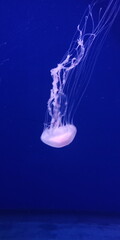 jellyfish in water